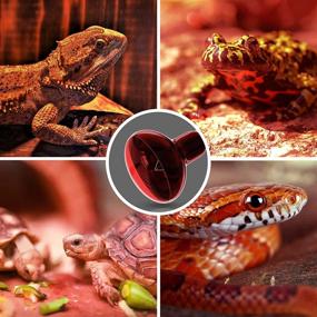 img 2 attached to 🦎 Heat Lamp Bulbs for Reptile Tanks - Briignite UVA Reptile Light, Red Heat Lamp Bulb with E26 Base (50W) - Full Spectrum Heat Light Bulb perfect for Turtle, Lizard, and Bearded Dragon Accessories - Includes 1 Pack