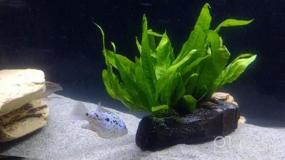 img 6 attached to 🌿 Enhance Your Freshwater Fish Tank with Greenpro Java Fern on Driftwood Live Aquarium Plants