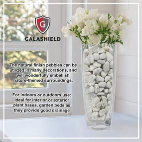 img 3 attached to 🪨 Galashield White Rocks Pebbles for Plants & Succulents: Aquarium Gravel, Fish Tank & Vase Decorative Stones [2 lbs, 1-2 cm]