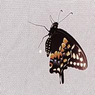 картинка 1 прикреплена к отзыву 23.6 Inch Pop-Up Insect & Butterfly Habitat Cage By RESTCLOUD от John Benjamin