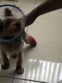 img 5 attached to Adjustable Small Dog Cone – Lightweight Elizabethan Collar For Post-Surgery Recovery (Blue)