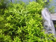 img 1 attached to Greenpro Micranthemum Monte Carlo: Live Large Pearl Grass Aquatic Plant In Tissue Culture Cup For Freshwater Fish Tanks And Aquariums review by Maurice Jimenez
