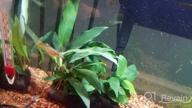 img 1 attached to Live Anubias Nana & Minima Aquarium Plants On Driftwood For Freshwater Fish Tank - Greenpro review by Paul Ziegler