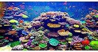 🐠 awert undersea theme aquarium background – vibrant coral & tropical fish tank décor logo