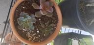 img 1 attached to Set Of 2 POTEY 6.1" Terracotta Planters W/ Drainage Hole For Succulent & Cactus review by Ryan Chaplain
