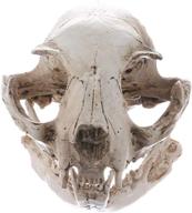 amosfun resin cat skull model figurine halloween animal scary skeleton props for aquarium fish tank landscape decorations logo
