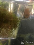 img 1 attached to Grow Beautiful Freshwater Aquarium Plants Easily With Greenpro Java Moss! review by David Baer