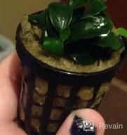 img 1 attached to Live Anubias Nana Petite Aquarium Plant - Perfect For Freshwater Fish Tanks Decorations And Decor | SubstrateSource review by Ashley Rogers