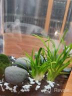 img 1 attached to Create A Stunning Aquascape With Fresh Dwarf Sagittaria Subulata 3-Bunch Live Aquarium Plants By Greenpro review by Roger Sanders