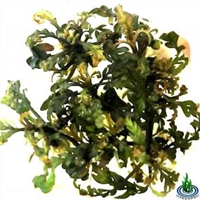img 2 attached to Преобразите свой аквариум с чашкой Greenpro'S Tissue Culture Hygrophila Pinnatifida Live Plant!