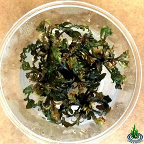 img 1 attached to Преобразите свой аквариум с чашкой Greenpro'S Tissue Culture Hygrophila Pinnatifida Live Plant!