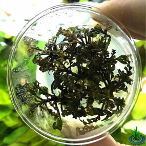 img 3 attached to Преобразите свой аквариум с чашкой Greenpro'S Tissue Culture Hygrophila Pinnatifida Live Plant!