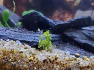 img 1 attached to Vibrant And Lively: Japanese Tissue Culture Hydrocotyle Tripartita For Your Freshwater Aquarium review by Marty Orthodontics