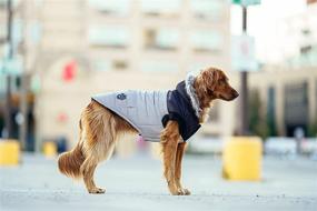 img 3 attached to 🐶 Canada Pooch True North Dog Parka: A Cozy & Stylish Jacket for Chilly Winter Dog Walks