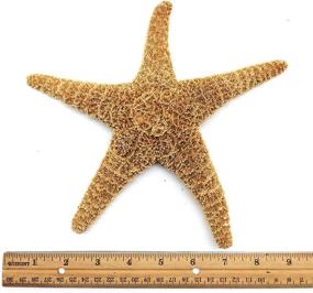 img 4 attached to PEPPERLONELY Large Sugar Starfish Brown Fish & Aquatic Pets