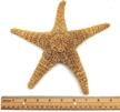 pepperlonely large sugar starfish brown fish & aquatic pets logo
