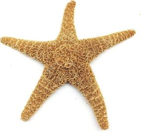 img 2 attached to PEPPERLONELY Large Sugar Starfish Brown Fish & Aquatic Pets