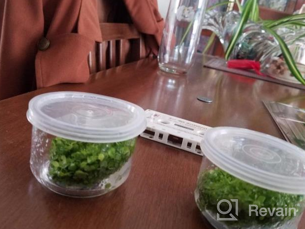 img 1 attached to Greenpro Micranthemum Monte Carlo: Live Large Pearl Grass Aquatic Plant In Tissue Culture Cup For Freshwater Fish Tanks And Aquariums review by Charley Prz
