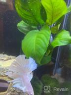 img 1 attached to Add Vibrance To Your Aquarium With Greenpro Anubias Barteri Live Plants review by Kevin Robinson