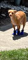 img 1 attached to Small Dog Anti-Slip Boots & Paw Protector With Reflective Straps Winter Snow Booties, 4PCS (2, Blue) review by Robert Carlson