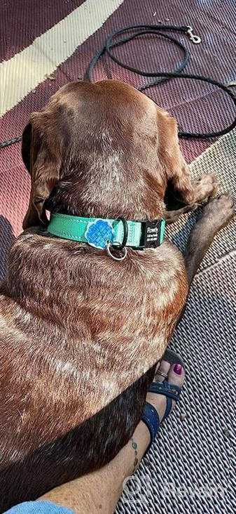 img 1 attached to Personalized Reflective Dog Collar - Engraved Metal Buckle, Custom Nylon For Extra Small Dogs In Babypink! review by Bennie Boss