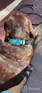 img 1 attached to Personalized Reflective Dog Collar - Engraved Metal Buckle, Custom Nylon For Extra Small Dogs In Babypink! review by Bennie Boss