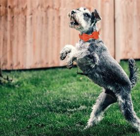 img 1 attached to 🐶 Cotton Dog Collar with Bow - Orange Pet Collar Perfect for Small, Medium, and Large Dogs - Durable and Adjustable