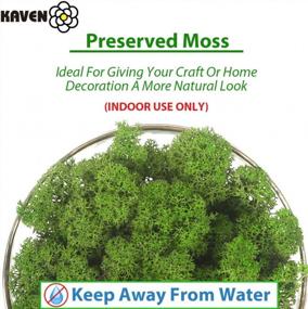 img 3 attached to Create Enchanting Fairy Gardens And Terrariums With KAVENO'S Preserved Forest Green Moss - Perfect For Weddings And DIY Art Projects!