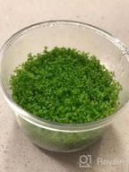 img 1 attached to Live Freshwater Aquarium Plants: Dwarf Baby Tears, Hemianthus Callitrichoides, Java Moss In Vitro TC Cup By Greenpro review by Chris Knight