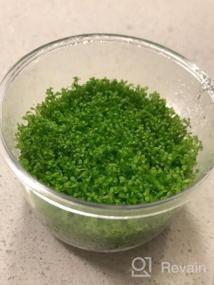 img 6 attached to Live Freshwater Aquarium Plants: Dwarf Baby Tears, Hemianthus Callitrichoides, Java Moss In Vitro TC Cup By Greenpro