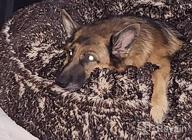 img 1 attached to Extra Plush Faux Fur Dog Bean Bed - Bessie & Barnie Bagel Circle Waterproof Dog Bed With Removable Washable Cover - Calming Pet Bed In Multiple Sizes & Colors review by Sharon Smith