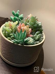 img 8 attached to 12 Pcs Unpotted Faux Succulent Plants - Small Plastic Assortment For Craft, Party Decor & Garden Outdoor