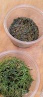 img 1 attached to Live Freshwater Aquarium Plants: Dwarf Baby Tears, Hemianthus Callitrichoides, Java Moss In Vitro TC Cup By Greenpro review by Alex Barnes