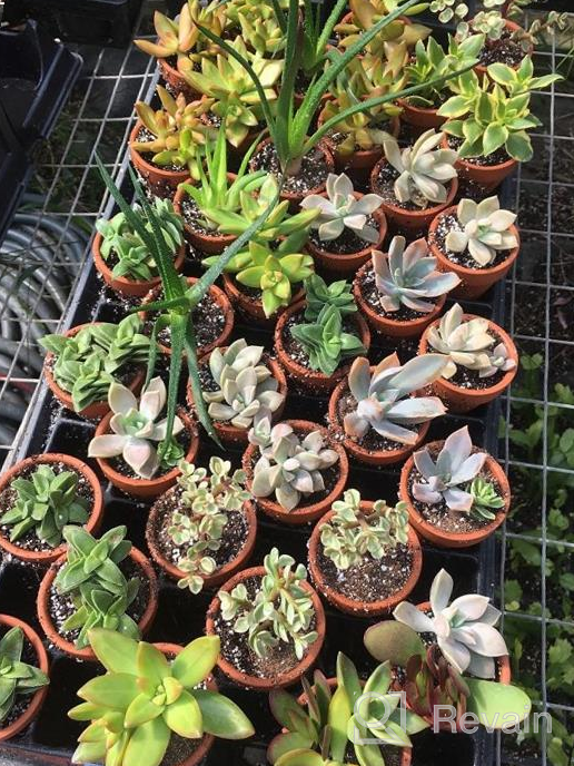 img 1 attached to 48 Pcs 2In Tiny Terracotta Pots W/ Drainage Holes - Perfect For Succulents, Crafts & Wedding Favors! review by Maurice Morris