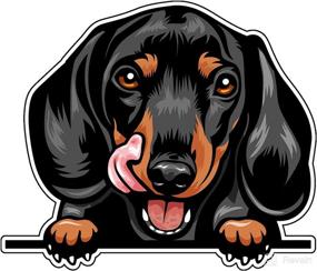 img 2 attached to WickedGoodz Funny Dachshund Vinyl Decal