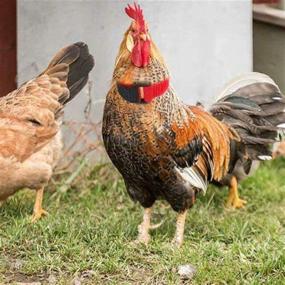 img 3 attached to 🐔 No Crow Rooster Collar: Silence Your Rooster with Anti-Crow Noise Neck Belt