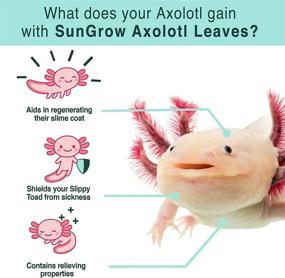 img 2 attached to 🍃 SunGrow Axolotl Indian Almond Leaves: All-Natural Aquarium Water Conditioner Promoting Recovery, Soothing Slime Skin - 50 Leaves per Pack