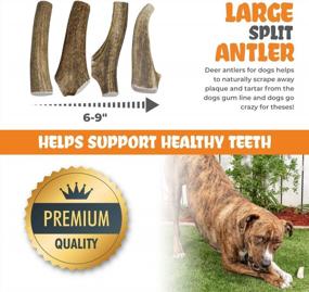 img 2 attached to 6-9" All Natural Pig Ear Strips & Elk Antler Bundle For Aggressive Chewers