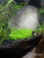 img 1 attached to Live Freshwater Aquarium Plants: Dwarf Baby Tears, Hemianthus Callitrichoides, Java Moss In Vitro TC Cup By Greenpro review by Matt Tbone