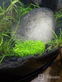 img 5 attached to Live Freshwater Aquarium Plants: Dwarf Baby Tears, Hemianthus Callitrichoides, Java Moss In Vitro TC Cup By Greenpro