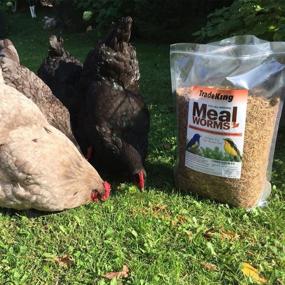 img 3 attached to 🐦 TradeKing 2 lb Dried Mealworms: Nutrient-packed Treat for Wild Birds, Chicken, Fish & Reptiles