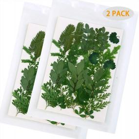img 3 attached to 42 PCS Real Dried Pressed Leaf Flowers Plant Herbarium For Craft Resin Jewelry Making (Green Leaf)