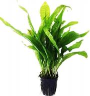 revitalize your freshwater fish tank with greenpro microsorum pteropus java fern - full potted live aquarium plants логотип