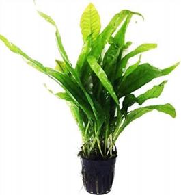 img 1 attached to Revitalize Your Freshwater Fish Tank With Greenpro Microsorum Pteropus Java Fern - Full Potted Live Aquarium Plants