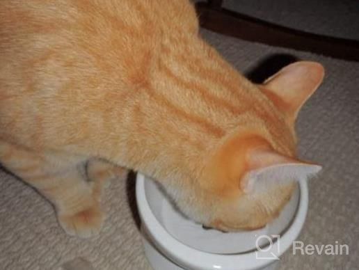 img 1 attached to Elevated Cat Water Bowl - Ceramic Raised Tilted Feeder Prevents Vomiting, Perfect For Small Dogs & Fat Faced Cats (White) review by Jen Rose