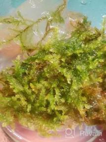 img 4 attached to Grow Beautiful Freshwater Aquarium Plants Easily With Greenpro Java Moss!