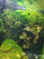 img 1 attached to Grow Beautiful Freshwater Aquarium Plants Easily With Greenpro Java Moss! review by George Sullivan