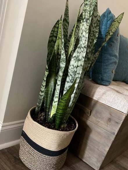 img 1 attached to Stylish And Versatile: OrganiHaus 2-Pack White Woven Baskets For Indoor Plants - 10 & 12 Inch Planter Cover, Flower Pot Wraps, And Fiddle Leaf Fig Pots review by Jonathan Sanders