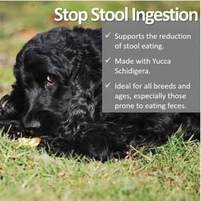 img 3 attached to 🚫 Put an End to Stool Eating: Vet Worthy Stop Stool Ingestion - Preventive Dog Supplement with Yucca, Parsley, and Chamomile - Liver Flavor, 60 Chewable Tablets