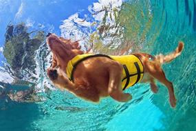 img 2 attached to 🐶 Stay Afloat with the Body Glove Dog Life Jacket - Premium Dog Life Vest for Water Activities - Dog Flotation Livevest